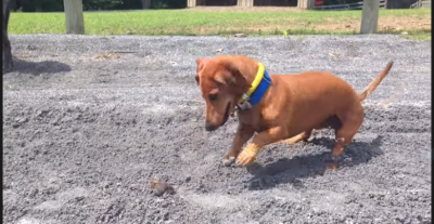 Dachshund Meets A Toad On The Road And It’s Hilarious!