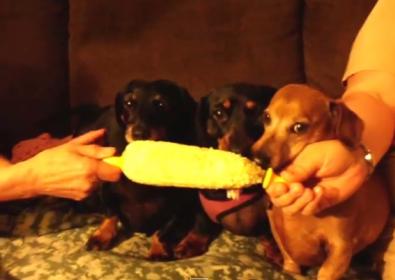 These Dachshunds Are Loving Their Corn On The Cob!