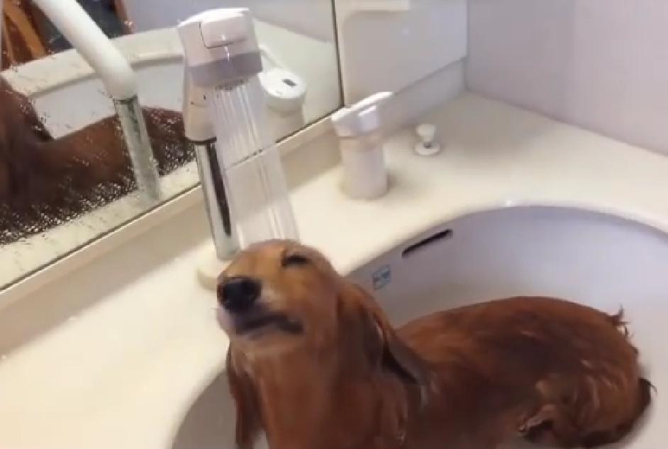 Who Said Dogs Hate Showers?? Watch This Dachshund Taking A Shower To Prove Yourself Wrong!