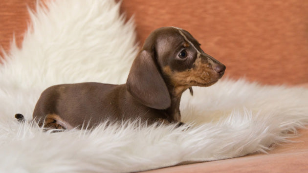 Silly Little Dachshund Play Fights With A Cat!