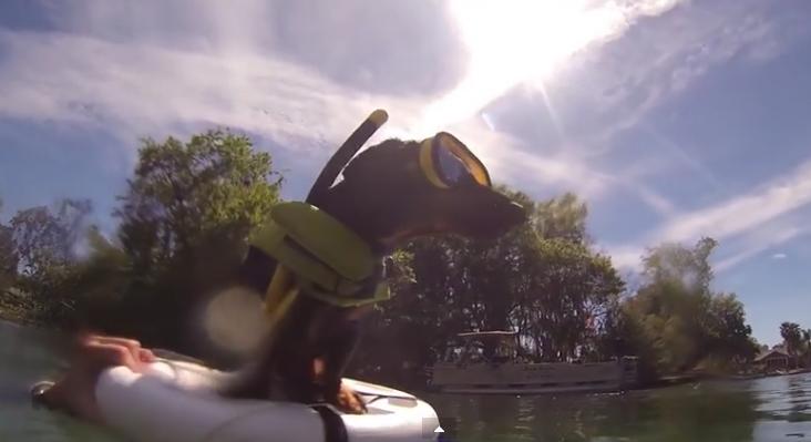 Little Dachshund Meets A Rare Manatee And His Reaction Is Priceless!