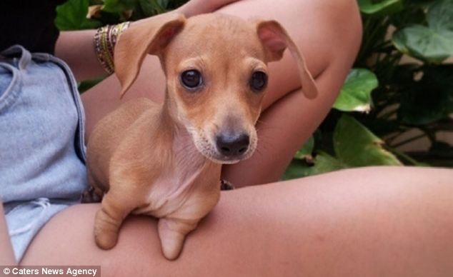 The Dachshund-Chihuahua Mix Who Was Born With No Front Legs Became a Star On Instagram!