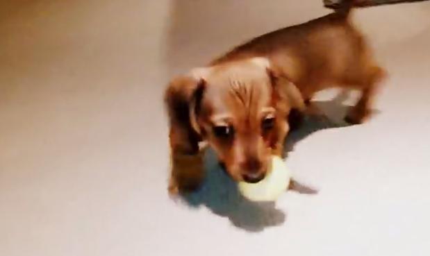 Baby Dachshund Is Having The Most Adorable Playtime With His Tennis Ball!