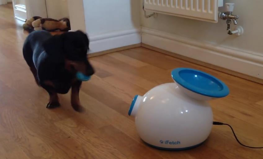 This Is Amazing! Miniature Dachshund Found A Way To Play Fetch With Himself!