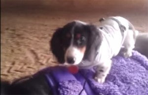 This Adorable Dachshund Puppy Is Riding A Pony!