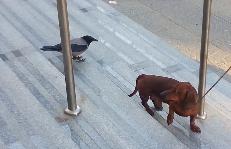 What This Crow Did To This Dachshund Is…. Wacky!