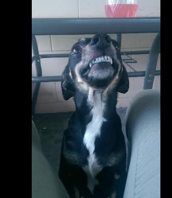 Silly Little Dachshund Mix Smiles When Food Is Mentioned!