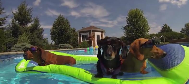 These Adorable Dachshunds Are Ready For The Summer!