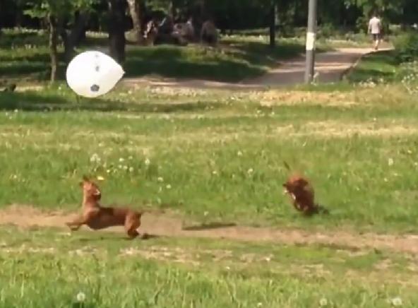 About To Go Viral! Two Super Cute Dachshunds Play Keepy-Uppy With A Balloon!