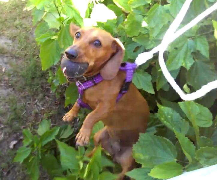 These Guys Used A Dachshund On A String To Fetch A Ball From Their Neighbor’s Yard!