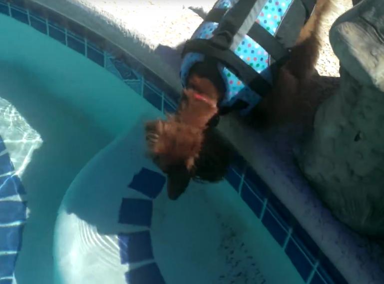 This Dachshund Is Swimming In The Pool For The First Time!