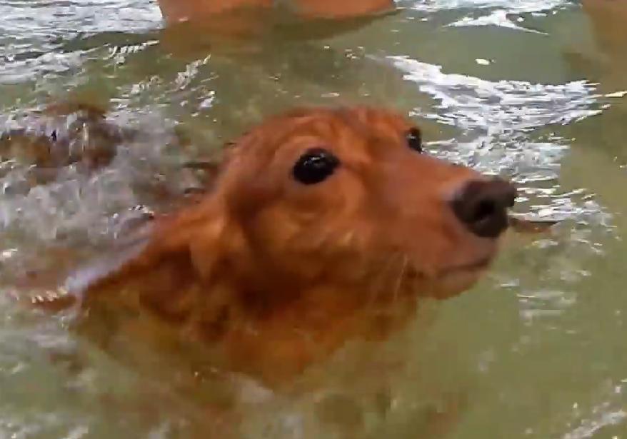 The Heartwarming Dachshund Puppy Invasion Of The Pool Is A Must See Video!