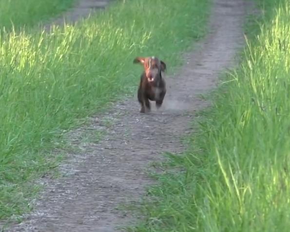 Dachshund With Little Legs Is Having A Hard Time Keeping Up With His Bigger Sister!