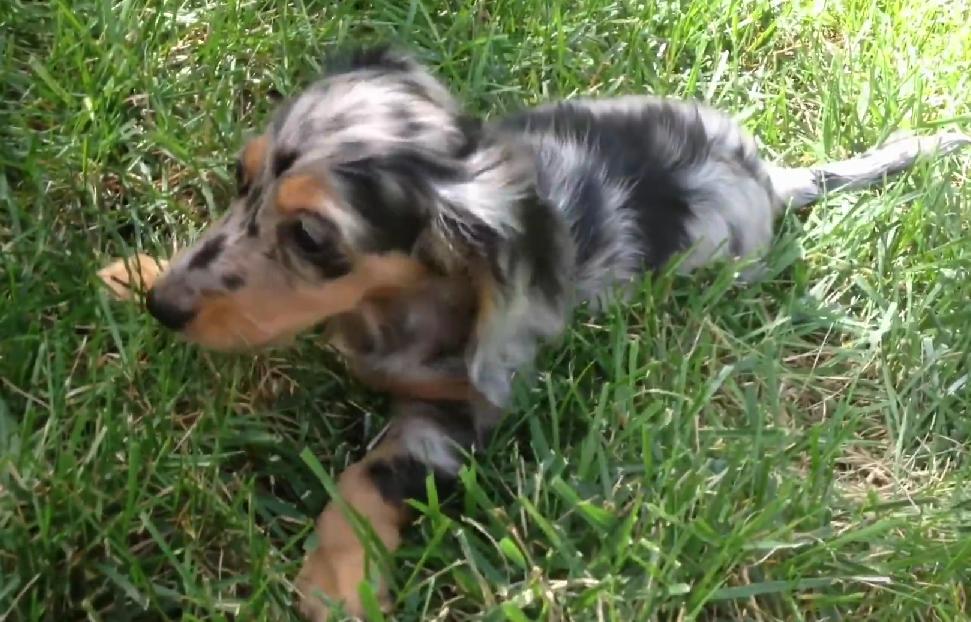 This Long Haired Dachshund Puppy Coming To Her Furever Home Will Heart Melt