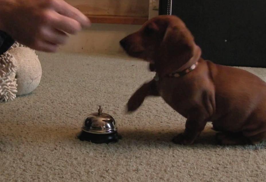 It Is Not Easy To Become A Waiter, But You Have To Start Somewhere. This Dachshund Decided To Start With Learning How To Ring The Service Bell!