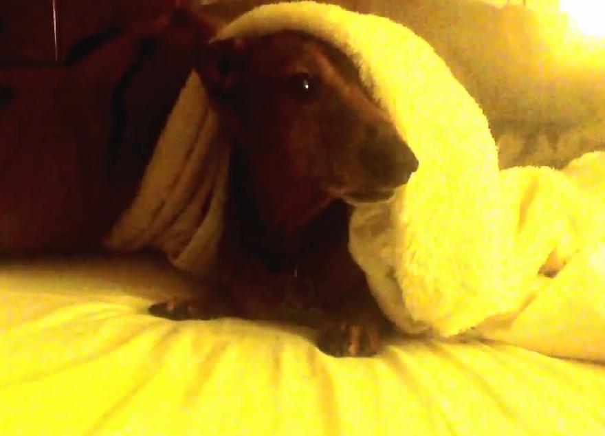 The Snoring Dachshund Wakes Up After Smelling The Delicious Treats In His Bed!