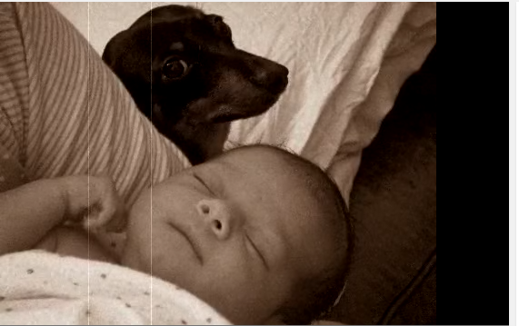 Video: Baby Girl Raised By Dachshunds!