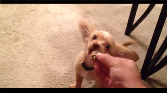 Watch: Chihuahua Dachshund Mix Wagging His Tail And Being Soo Cute!