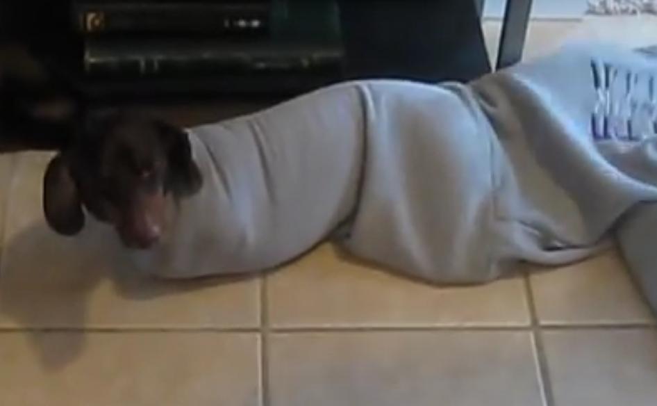 This Dachshund Is Stuck In Sweatshirt And Can’t Get Out Of It On His Own!