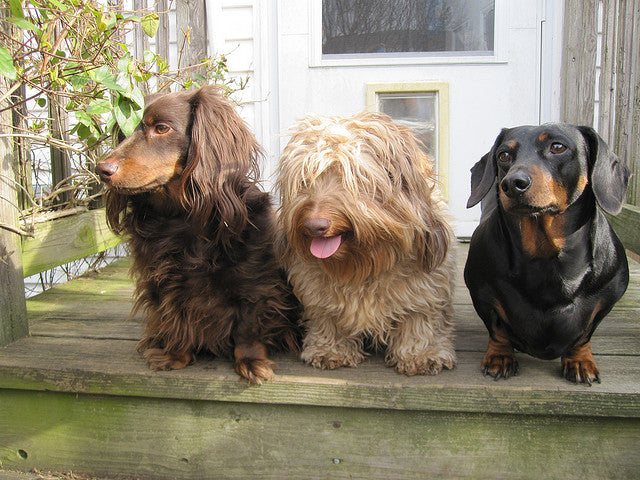 5 Fun Facts You Might Not Know About Dachshunds