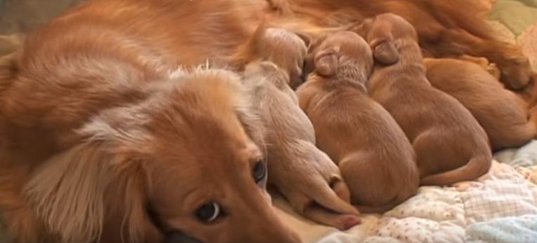 Awwww! One Week Old Dachshund Puppies Having Their Breakfast!