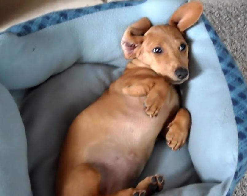 Awww! This Dachshund Is Trying To Wake Up And It Will Definitely WARM Your Heart!