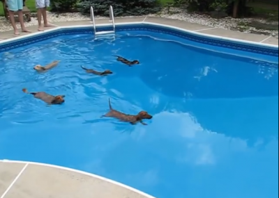 This Is A Wiener Dog Race Like You've NEVER Seen Before!