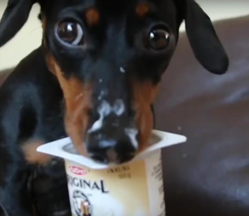 This Yogurt-Eating Dachshund Will Melt Your Heart!