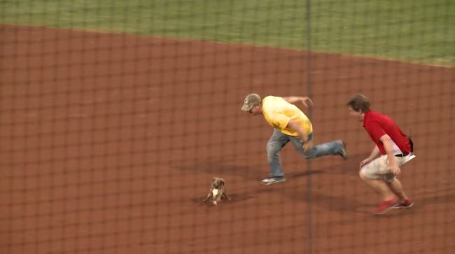 Dachshund Steals The Show At A Baseball Game!