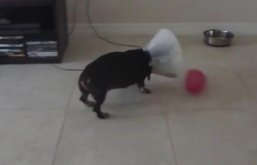 The Cone Is Not Keeping This Dachshund From Pursuing His Soccer Career!