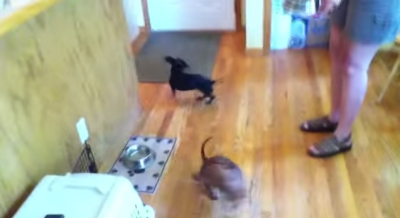 Have You Ever Seen The Wiener Dog Dinner Dance?