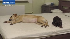 This Dachshund Is Being Kicked Out Of The Bed By A Much Bigger Dog!