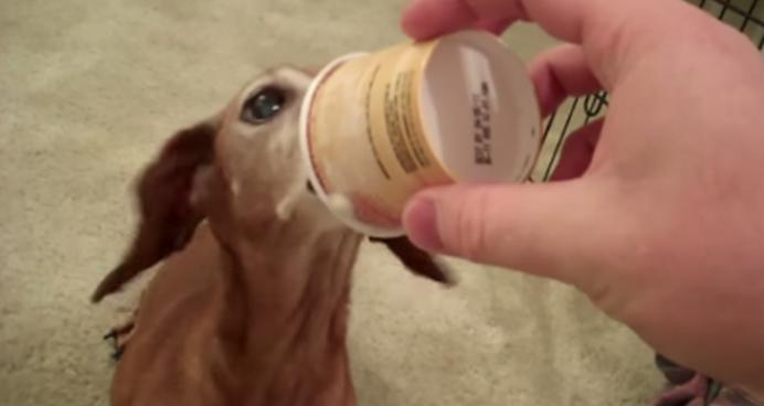 See How This Dachshund Celebrates His 17th Birthday!