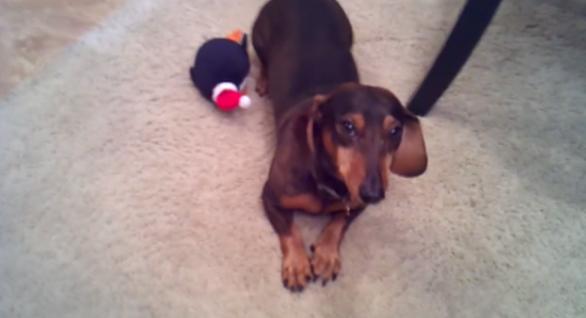 This Dachshund Can’t Wait For His Present So He Does Something Hilarious!