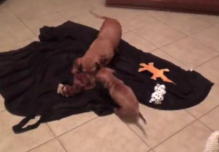 These Dachshunds Playing Together Is The Sweetest Video You’re Going To See Today!