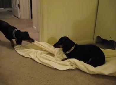 Two Adorable Dachshunds Fight Over A Big Blanket!