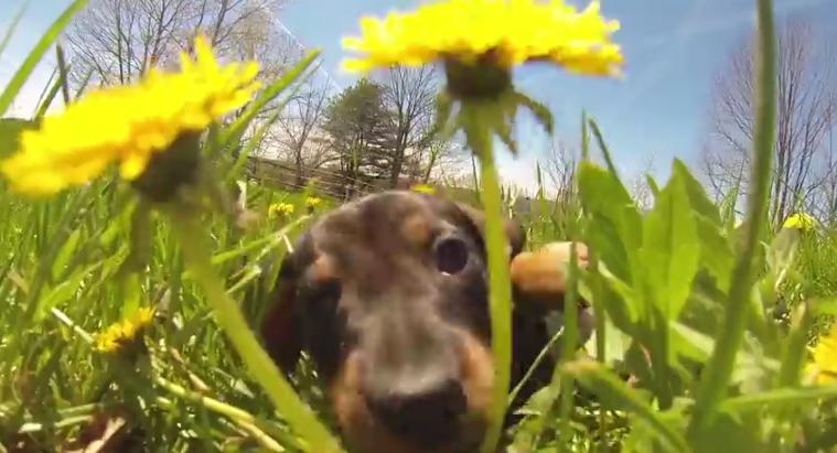 This Dachshund Puppy Video Is The Most Adorable Thing You Will See Today!