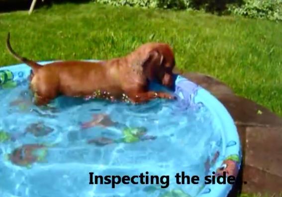 Sweet Little Dachshund Dances Through The Pool!