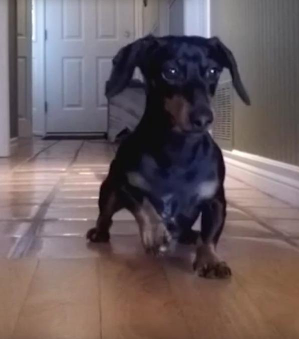 Crusoe The Dachshund Is Getting Some Exercise Playing With His Toy!