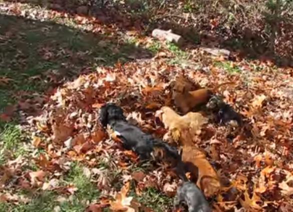 Video: Cute Dachshunds Are Playing With The Crunchy Leaves!