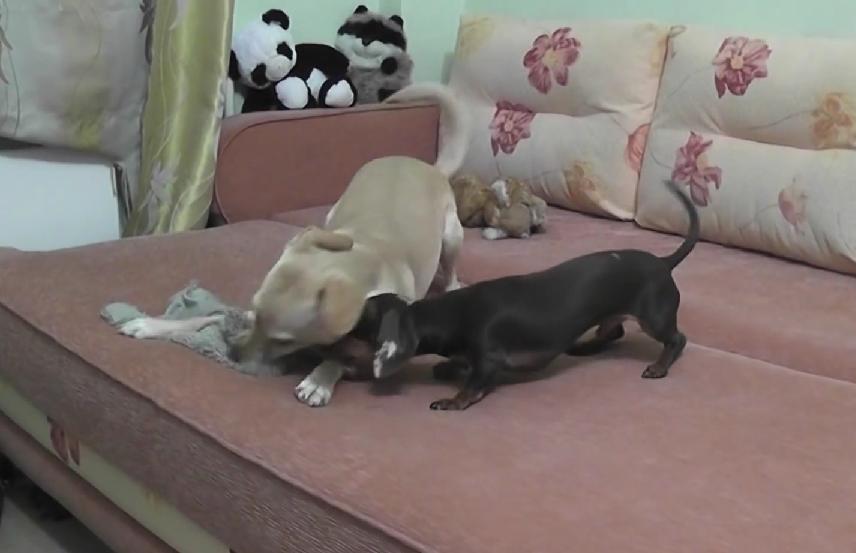 Dachshund Is Having A Party On The Couch And His Friend Is Invited Too!