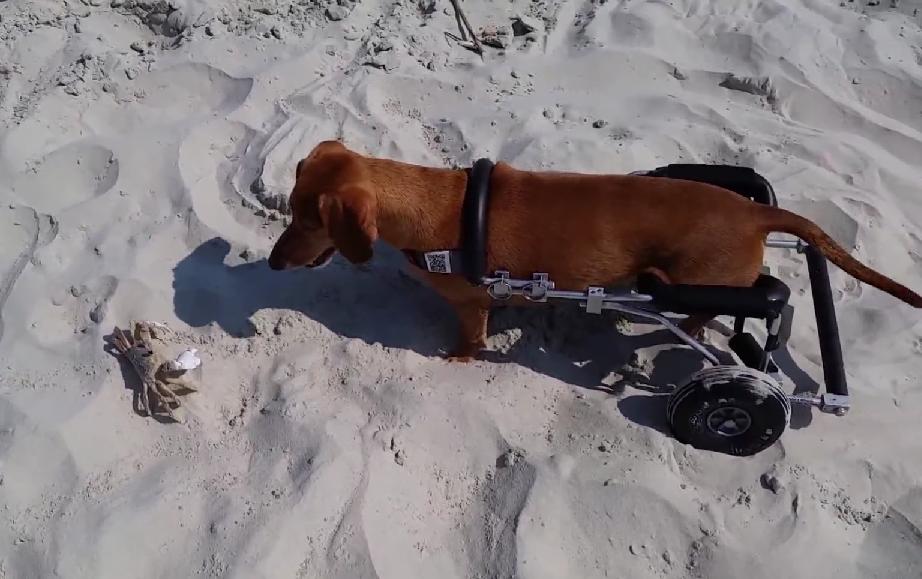 Dachshund On Wheels Is Having Some Fun With A Crab!