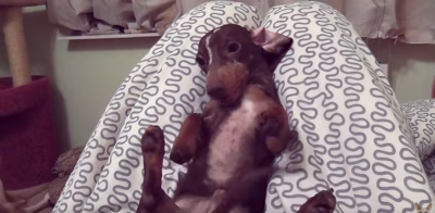 "Bad" Dachshund Turned Good!