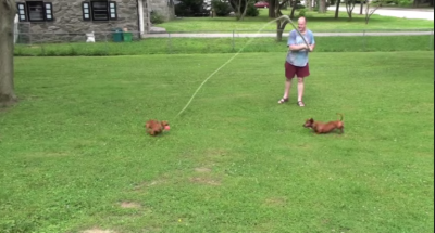 See How Much Fun It Is To Go Fishing For Dachshunds!