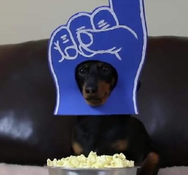 It Turns Out That Dachshunds Are Watching The SuperBowl Too!