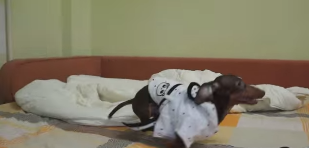 How This Dachshund Dries Off After A Bath! It’s The Cutest Thing Ever!