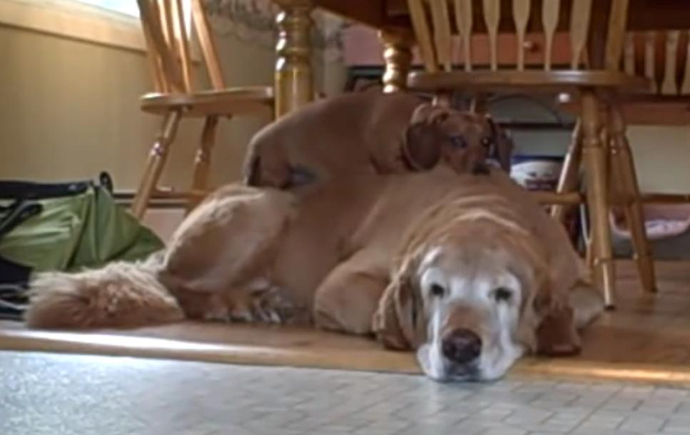 Adorable Dachshund Climbs Up On His Best Friend For A Midday Nap!