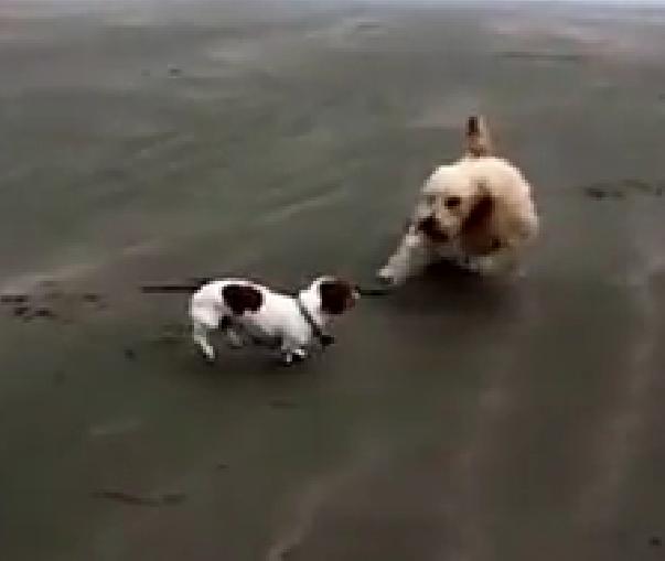 This Gorgeous Dachshund Is Having A Size Problem When It Comes To Play Time On The Beach!