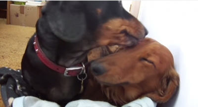 Meet Two Dachshunds In Love: Poppy & Harry