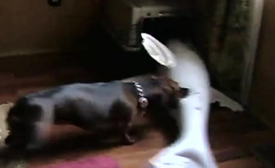 This Dachshund Is Fighting An Inflatable Shark, And The Battle Is Hilarious!